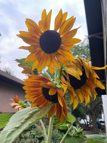 1369 Hamline Avenue N, Saint Paul, MN 55108