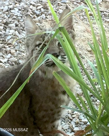 4350 W Flying Diamond Drive, Tucson, AZ 85742