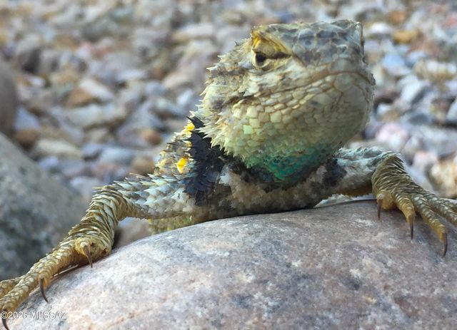 4350 W Flying Diamond Drive, Tucson, AZ 85742