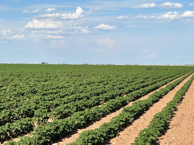 4083 Hawk Road, Ropesville, TX 79358