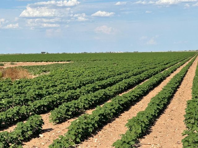 4083 Hawk Road, Ropesville, TX 79358