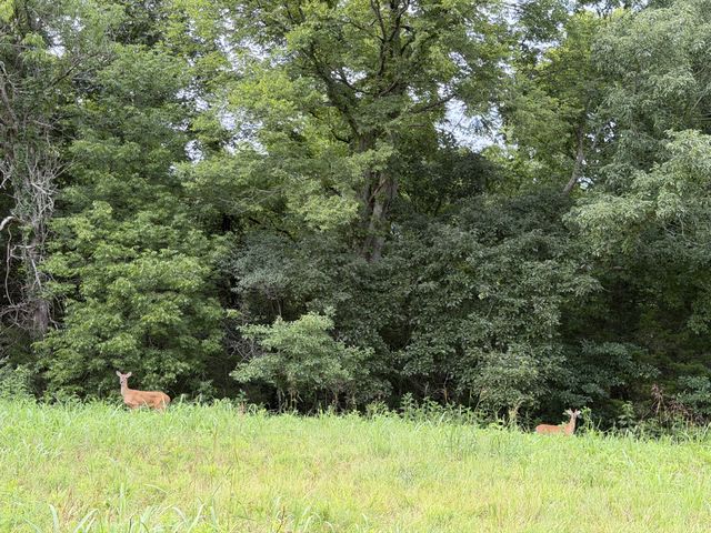 2370 Patton Hollow Rd, Watertown, TN 37184