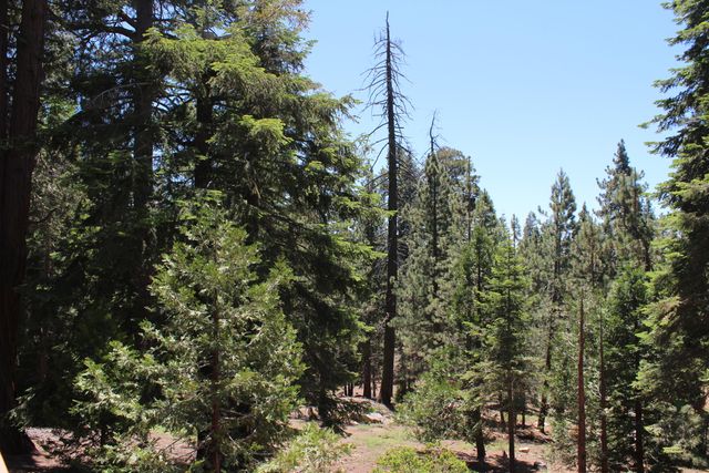 57910 Peppermint Drive, Ponderosa, CA 93265