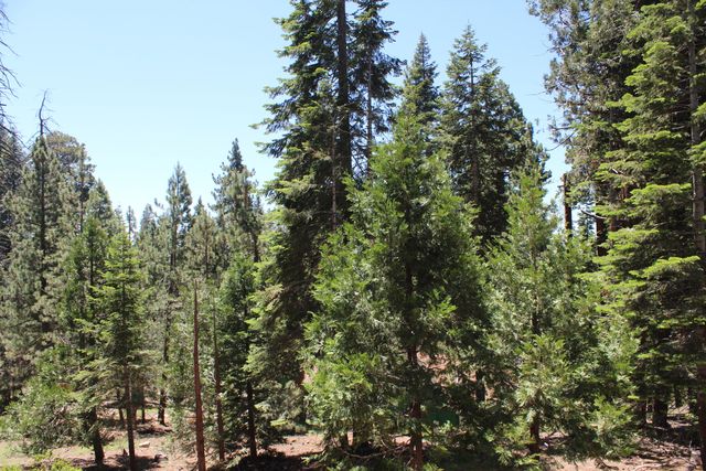 57910 Peppermint Drive, Ponderosa, CA 93265