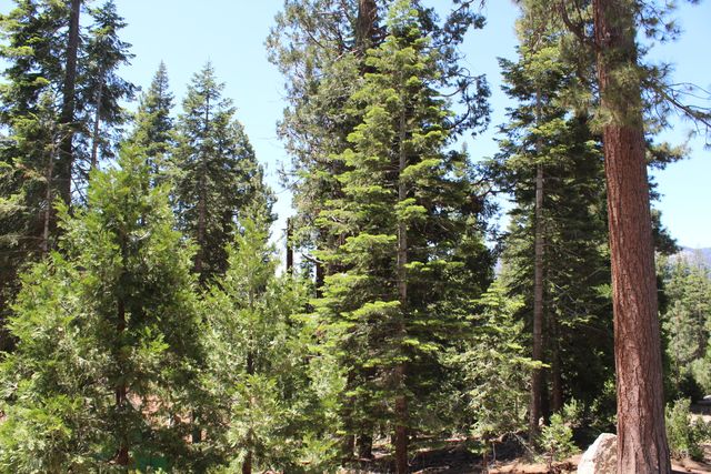 57910 Peppermint Drive, Ponderosa, CA 93265