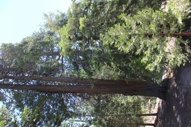 57910 Peppermint Drive, Ponderosa, CA 93265