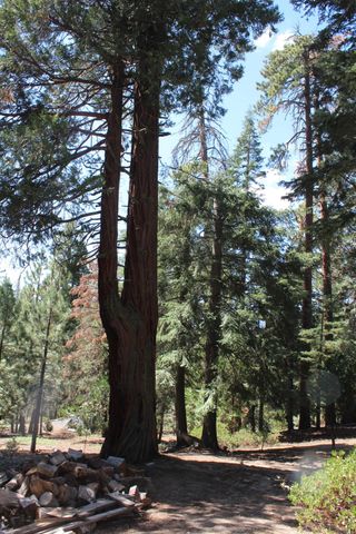 57910 Peppermint Drive, Ponderosa, CA 93265