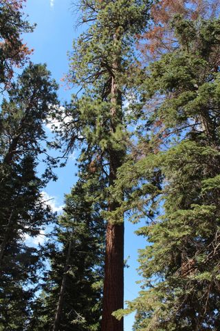 57910 Peppermint Drive, Ponderosa, CA 93265