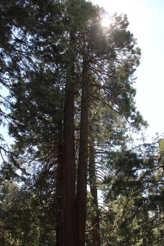 57910 Peppermint Drive, Ponderosa, CA 93265