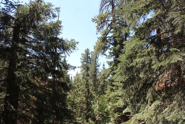 57910 Peppermint Drive, Ponderosa, CA 93265