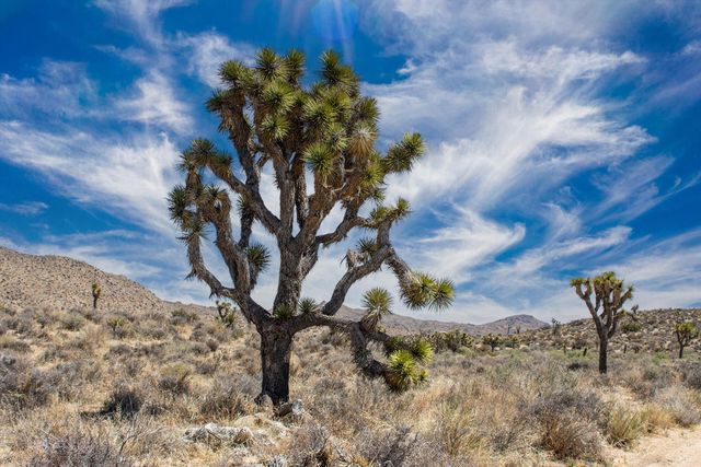 101 Hondo Street, Pioneertown, CA 92268