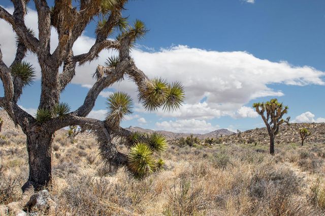 101 Hondo Street, Pioneertown, CA 92268