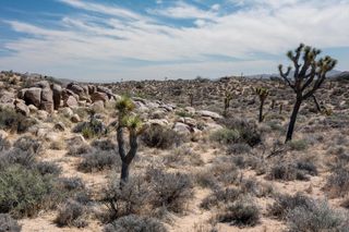 101 Hondo Street, Pioneertown, CA 92268