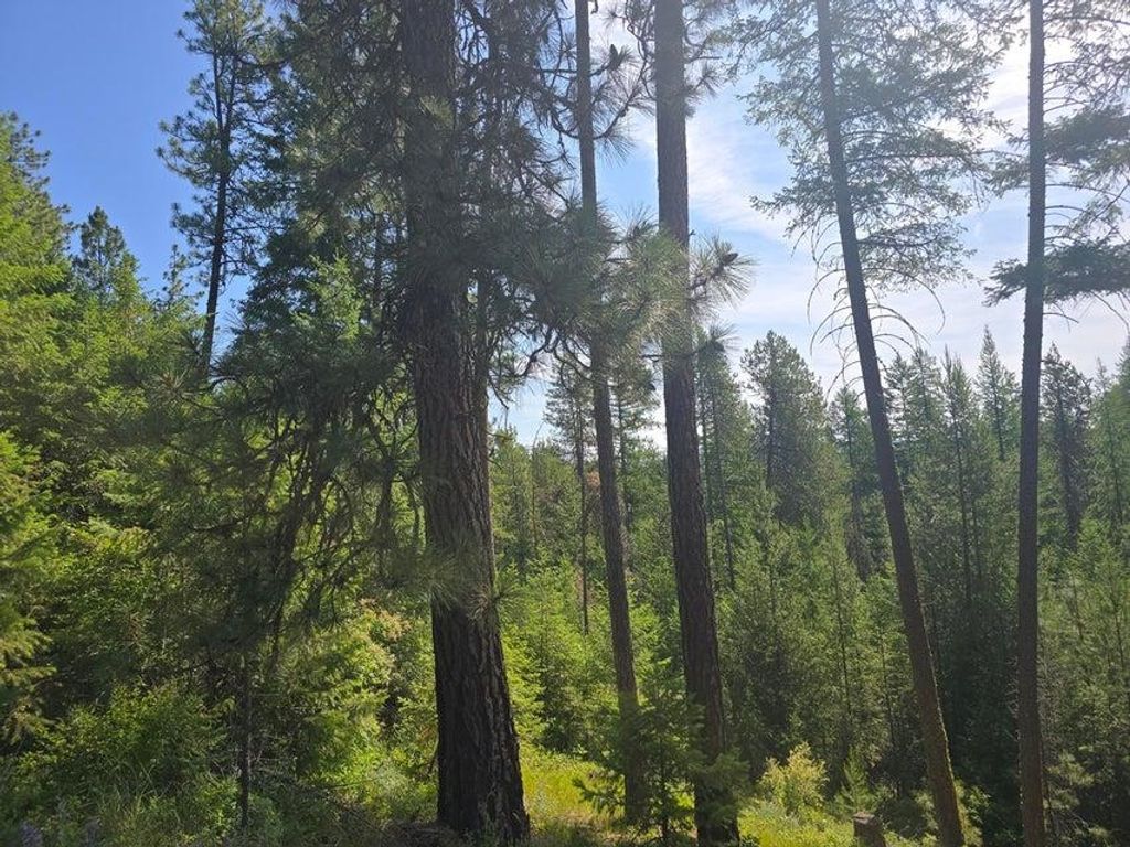 XXX Hwy 395 Hwy, Loon Lake, WA 99148 photo 10