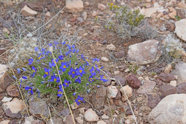 Lot 41 Sunset Vista Road, San Antonio, NM 87832