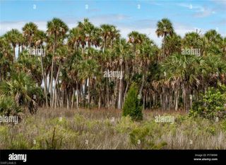 1143 20th AVE NE, Naples, FL 34120
