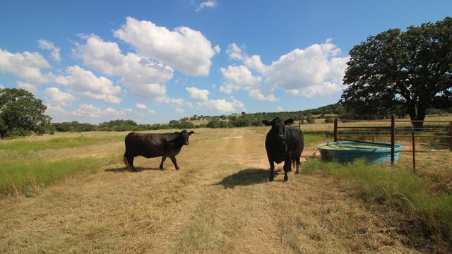 502 County Road 194, Ovalo, TX 79541