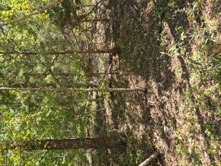 000 County Road 421, Birch Tree, MO 65438