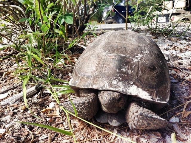 230 N GULF BOULEVARD, Placida, FL 33946