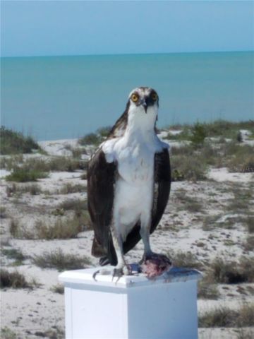 230 N GULF BOULEVARD, Placida, FL 33946