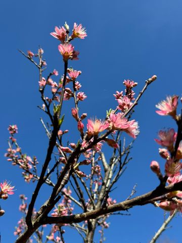 930 Co Rd 132, Bryant, AL 35958