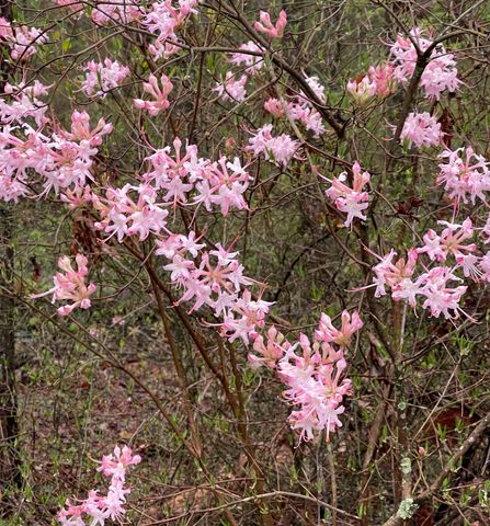 930 Co Rd 132, Bryant, AL 35958