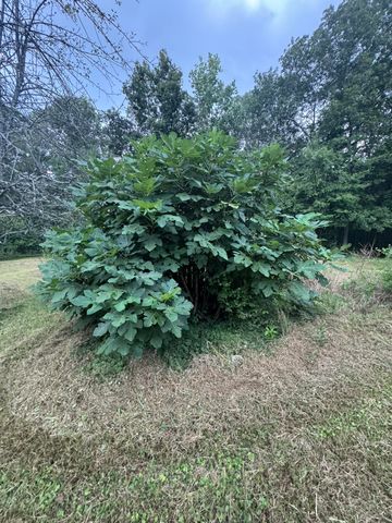 930 Co Rd 132, Bryant, AL 35958