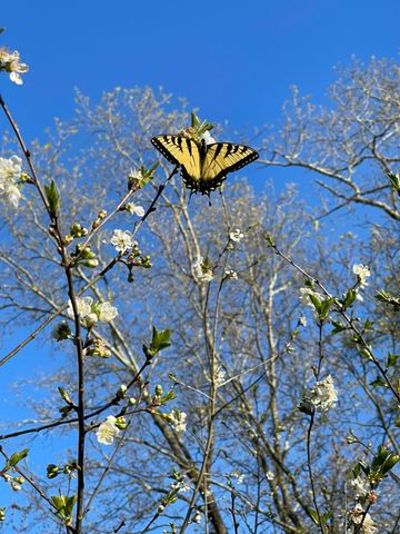 930 Co Rd 132, Bryant, AL 35958