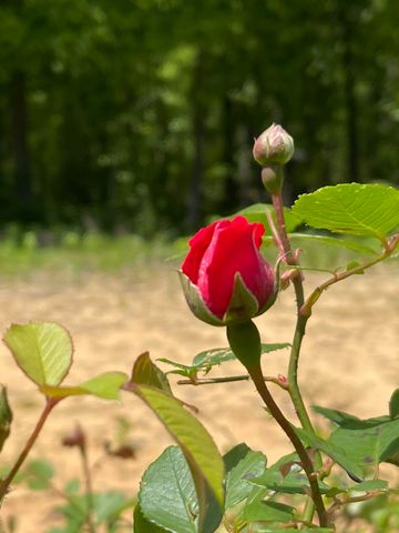 930 Co Rd 132, Bryant, AL 35958