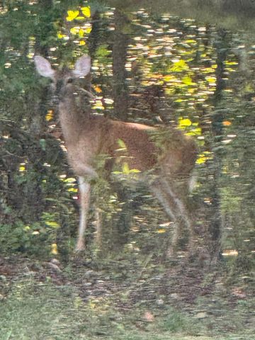 930 Co Rd 132, Bryant, AL 35958