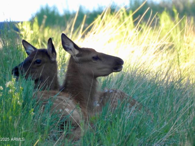 2740 JAVALINA Circle, Happy Jack, AZ 86024