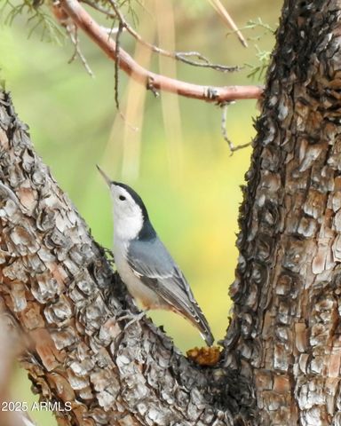 2740 JAVALINA Circle, Happy Jack, AZ 86024