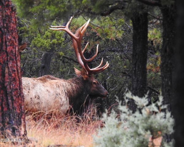 2740 JAVALINA Circle, Happy Jack, AZ 86024