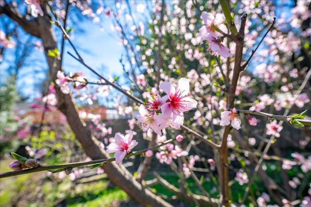 5129 Illinois Ave, Fair Oaks, CA 95628