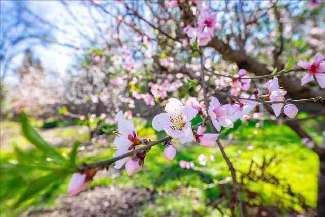 5129 Illinois Ave, Fair Oaks, CA 95628