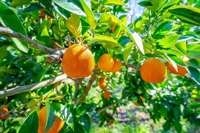 5129 Illinois Ave, Fair Oaks, CA 95628