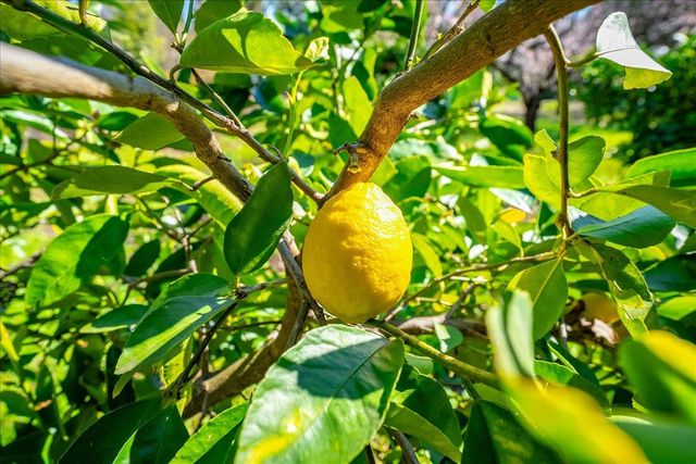 5129 Illinois Ave, Fair Oaks, CA 95628