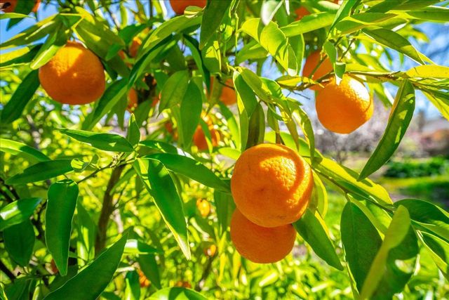 5129 Illinois Ave, Fair Oaks, CA 95628