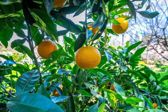 5129 Illinois Ave, Fair Oaks, CA 95628