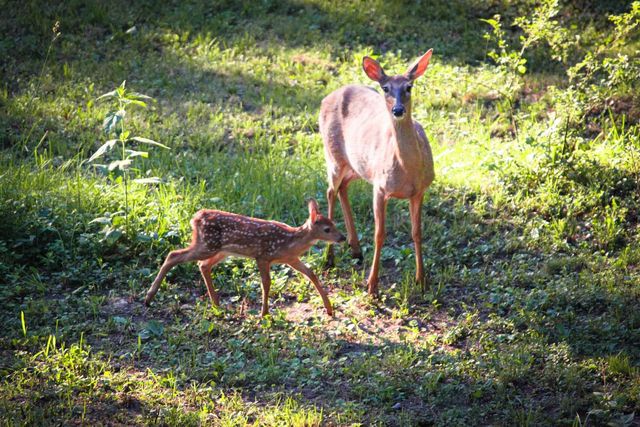 10168 N Edgewood Shores Road, Edgerton, WI 53534