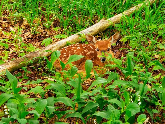 10168 N Edgewood Shores Road, Edgerton, WI 53534