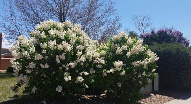 4208 Coyote Lane, Santa Fe, NM 87507