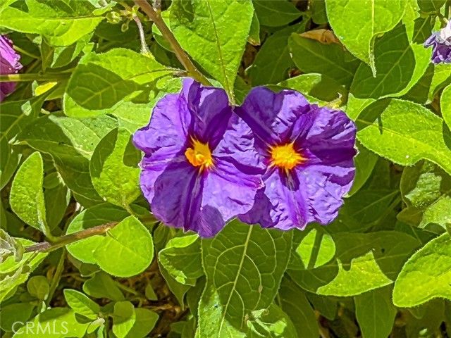 2037 Freesia Avenue, Simi Valley, CA 93063