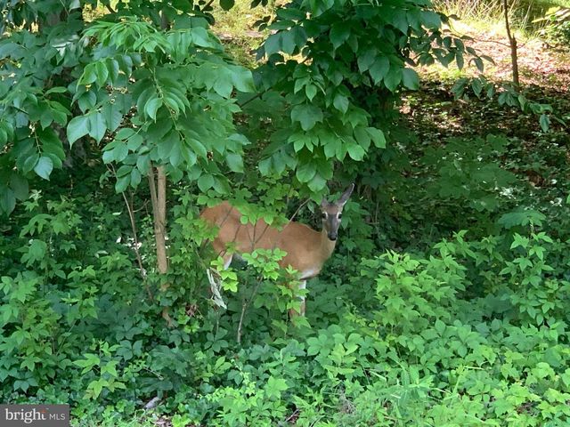 1030 ISABELLA DR, Stafford, VA 22554