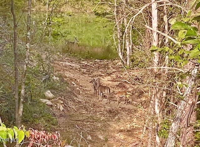 750 Tom White Hollow Road Road, Mohawk, TN 37810