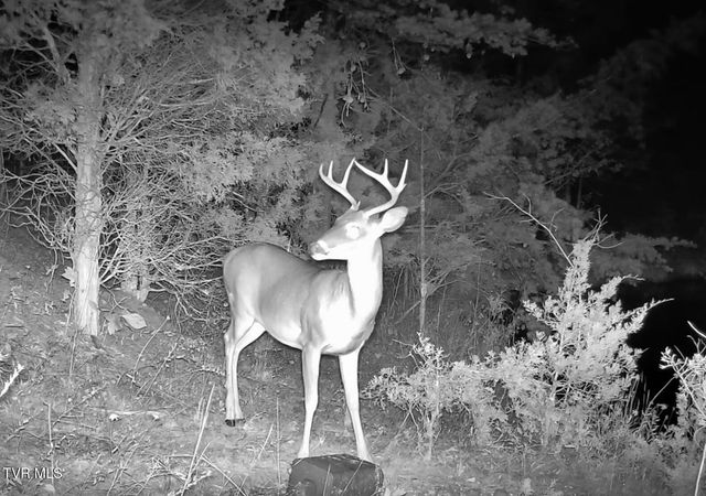 750 Tom White Hollow Road Road, Mohawk, TN 37810