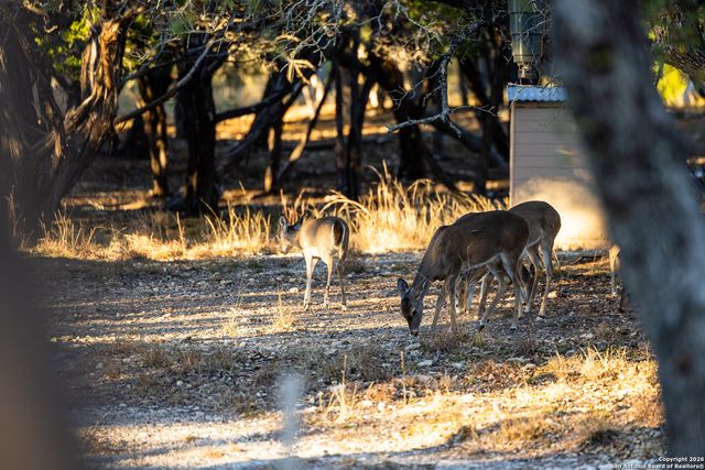 488 Phillip, Pipe Creek, TX 78063