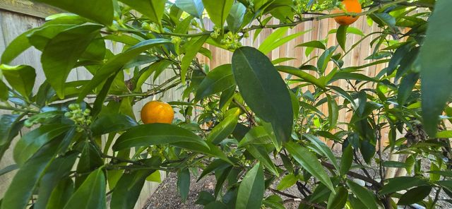 7405 Flowerwood, Sacramento, CA 95831