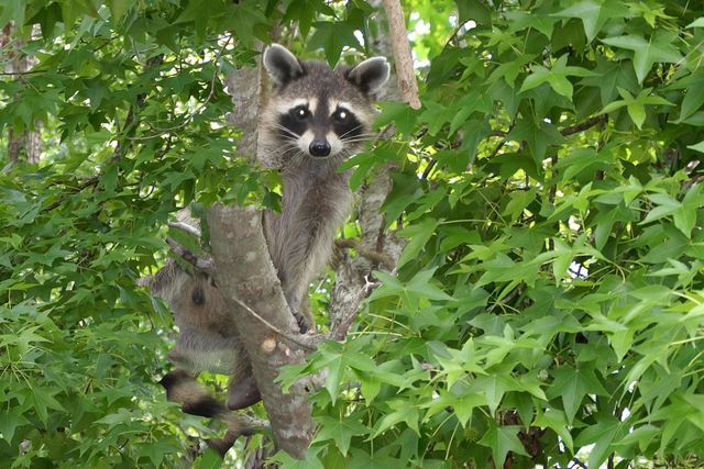 81 Pine Meadow, Cleveland, TX 77327