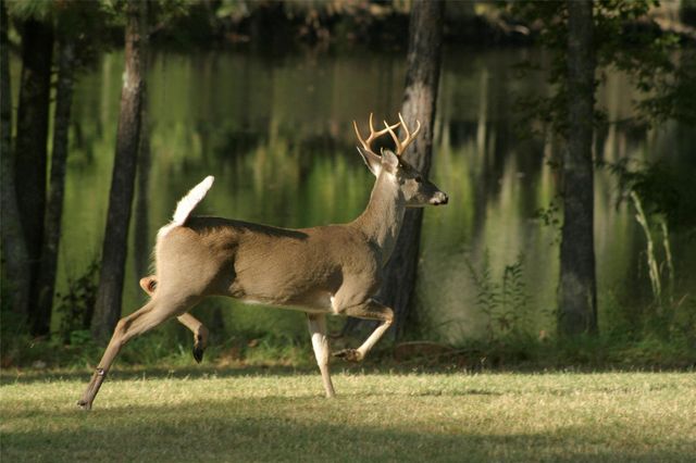 81 Pine Meadow, Cleveland, TX 77327